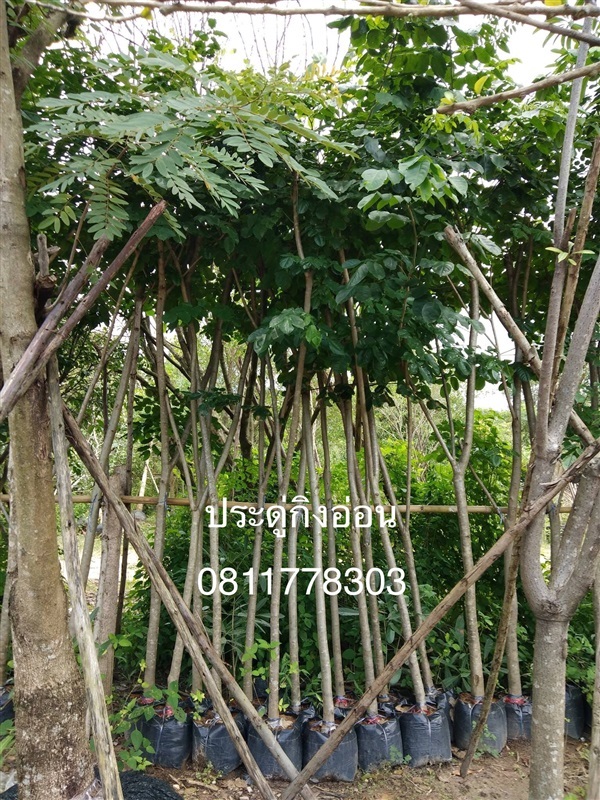 ต้นประดูกิ่งอ่อน | สวนไผ่เลี้ยง - เมืองปราจีนบุรี ปราจีนบุรี