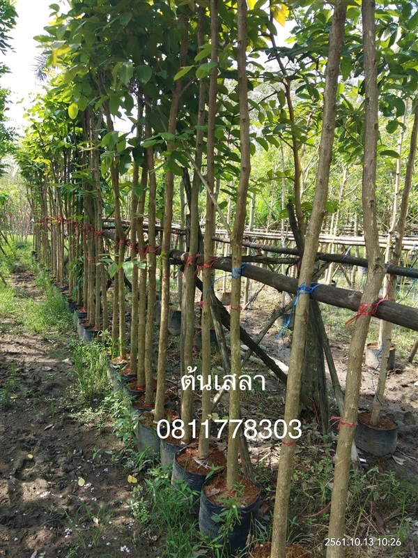 ต้นเสลา | สวนไผ่เลี้ยง - เมืองปราจีนบุรี ปราจีนบุรี
