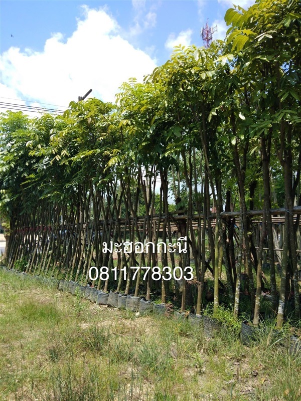ต้นมะฮอกกะนี | สวนไผ่เลี้ยง - เมืองปราจีนบุรี ปราจีนบุรี