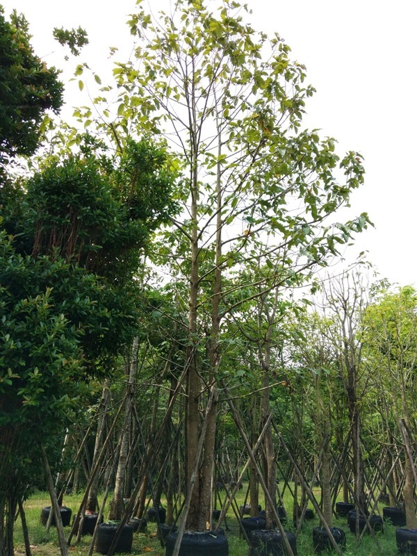ต้นยางนา | สวนไผ่เลี้ยง - เมืองปราจีนบุรี ปราจีนบุรี