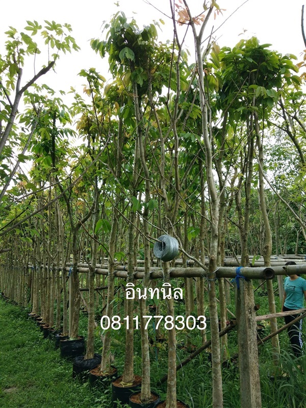 ต้นอินทนิล | สวนไผ่เลี้ยง - เมืองปราจีนบุรี ปราจีนบุรี