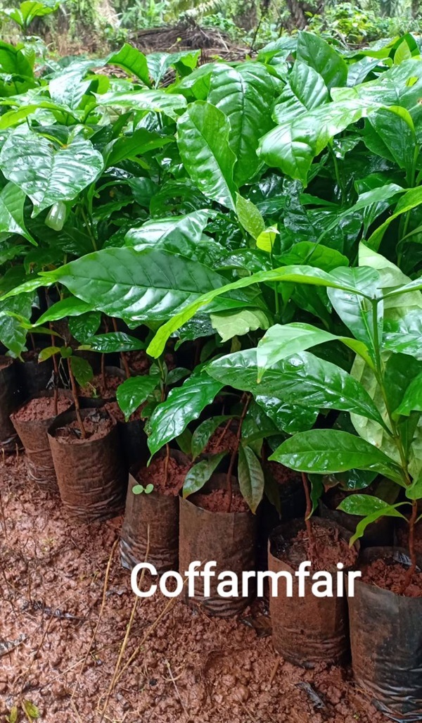 ต้นกาแฟโรบัสต้า ก้านยาว ลูกดก ปลูกเสริมในสวน ทนโรครับซื้้อผล