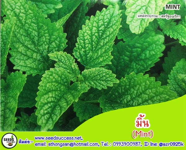 มิ้น (Mint) / 150 เมล็ด | seedsuccess (ซีดซักเซส) - เขื่องใน อุบลราชธานี