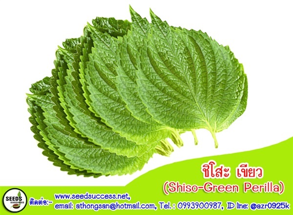 ชิโสะ เขียว (Green Perilla- Shiso) / 500 เมล็ด