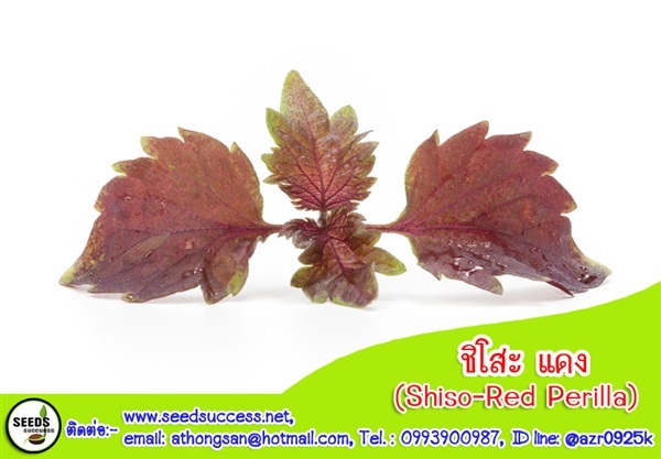 ชิโสะ แดง (Red Perilla- Shiso) / 500 เมล็ด | seedsuccess (ซีดซักเซส) - เขื่องใน อุบลราชธานี