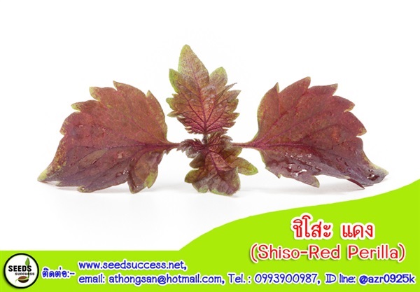 ชิโสะ แดง (Red Perilla- Shiso) / 500 เมล็ด