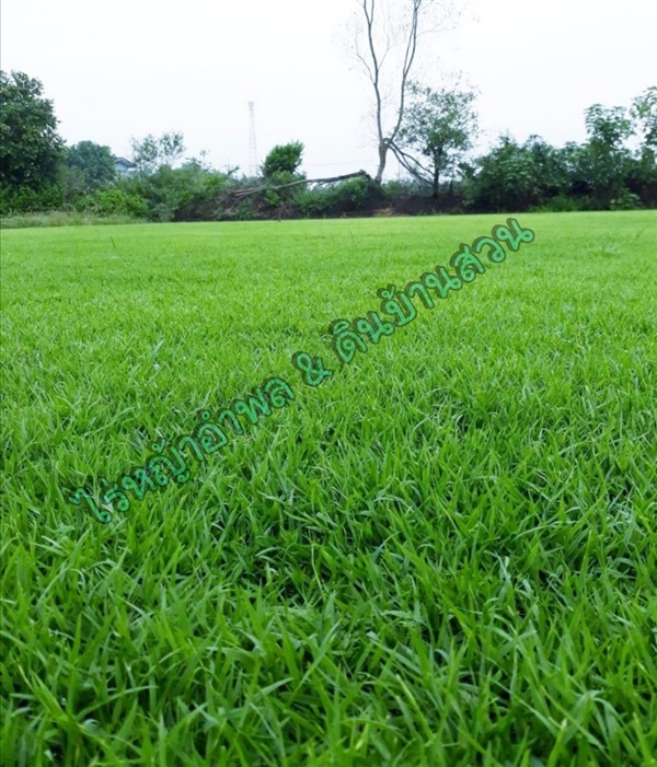 หญ้านวลน้อย | ไร่หญ้าอำพล & ดินบ้านสวน - หนองเสือ ปทุมธานี