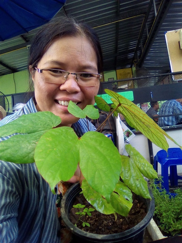 ย่านดาโอ๊ะ | เมล็ดพันธุ์ดี เกษตรวิถีไทย - เมืองระยอง ระยอง