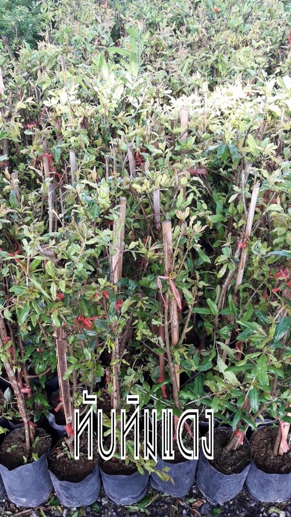 ทับทิมแดง | สวนใหม่พฤกษา นานาพันธุ์ไม้ - ปากพลี นครนายก