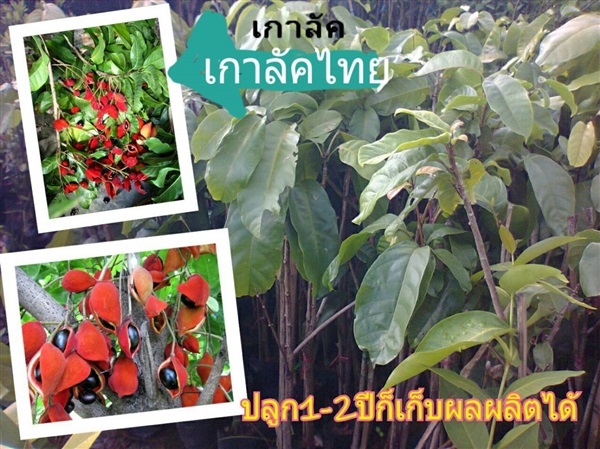 เกาลัคไทย | สวนใหม่พฤกษา นานาพันธุ์ไม้ - ปากพลี นครนายก