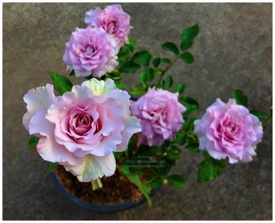 English Perfume Rose