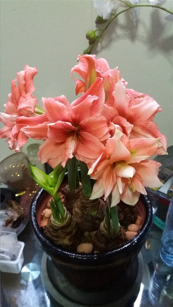 ว่านสี่ทิศ Amaryllis จากฮอลแลนด์แท้ ชื่อสี Princess Double | ป๋าเชาว์ - ตลิ่งชัน กรุงเทพมหานคร