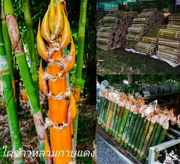 ไผ่ข้าวหลาม ไผ่ข้าวหลามเปาะ ไผ่ข้าวหลามกาบแดง  | Drenglish Garden มหาสารคาม - กันทรวิชัย มหาสารคาม