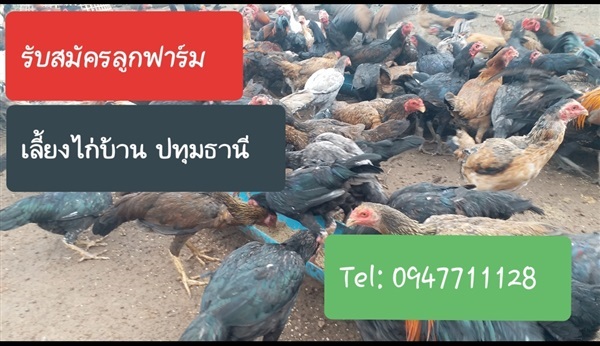 รับสมัครลูกฟาร์มเลี้ยงไก่บ้าน ปทุมธานีหรือใกล้เคียง | PPL Prosupply Network - มีนบุรี กรุงเทพมหานคร