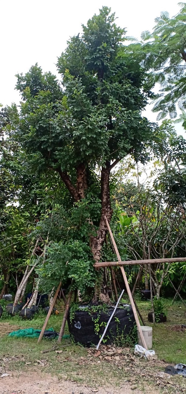 ต้นแคนา20" | สวนนพดลพันธุ์ไม้ - บ้านนา นครนายก