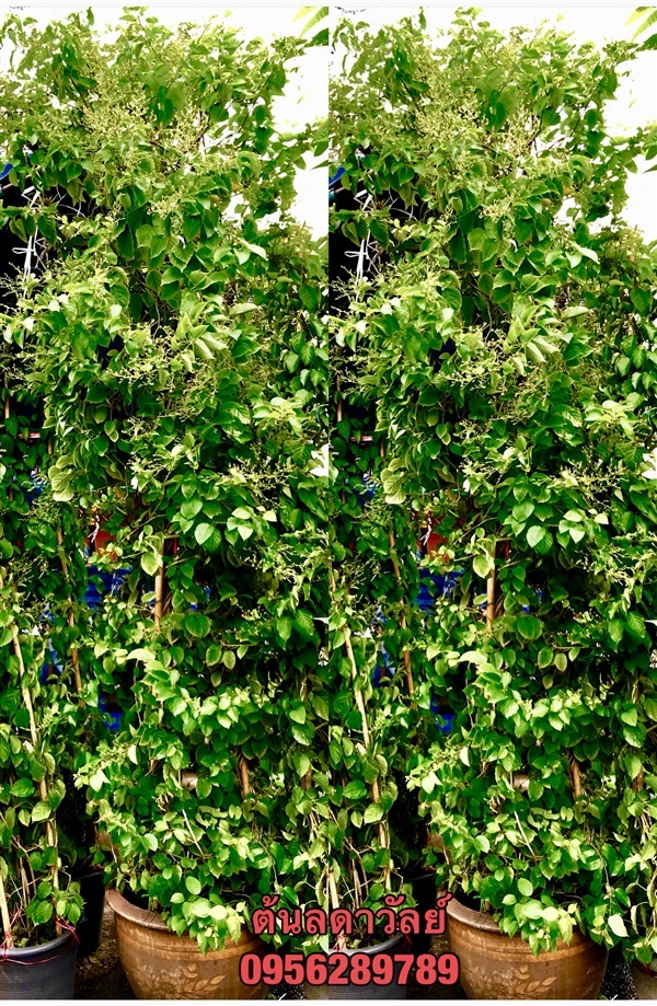 ลดาวัลย์,ลัดดาวัลย์ ต้นโต สูง 3 เมตร | อัญชัน seeds - สวนหลวง กรุงเทพมหานคร