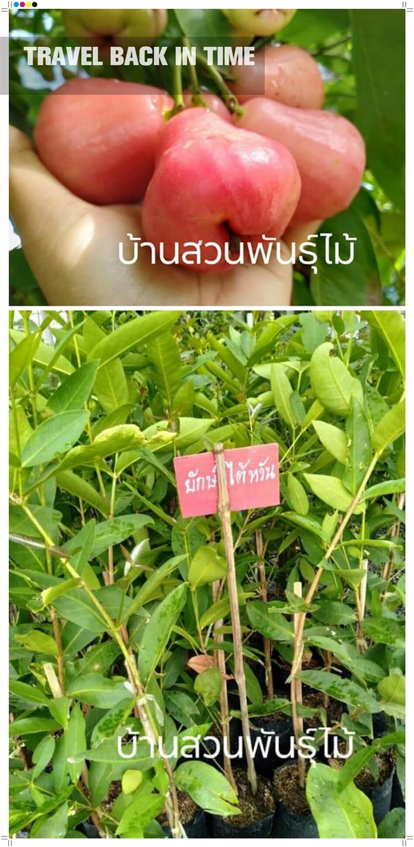 ชมพู่ยักษ์ใต้หวัน | บ้านสวนพันธุ์ไม้ - นากลาง หนองบัวลำภู