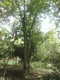 ต้นกัลปพฤก | สุมิตราพันธุ์ไม้ - เมืองปราจีนบุรี ปราจีนบุรี