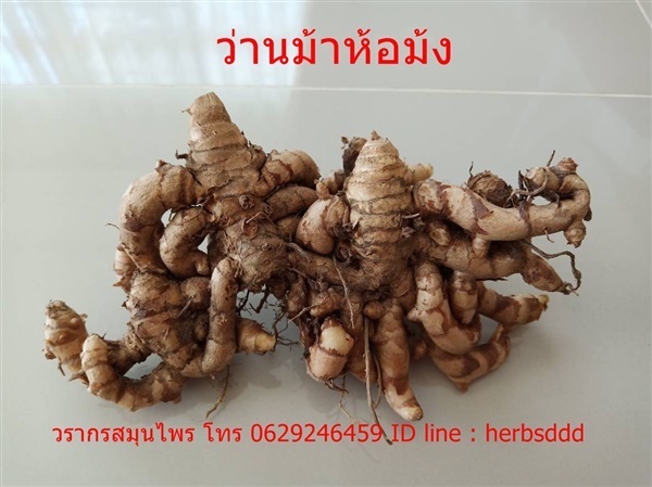 ว่านม้าม้ง ว่านม้าห็อม้ง ว่านม้าฮ้อม้ง | วรากรสมุนไพร - เมืองนครราชสีมา นครราชสีมา