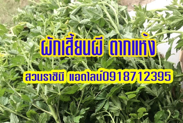 ผักเสี้ยนผีตากแห้ง | สวนราชินี จ.กำแพงเพชร -  กำแพงเพชร