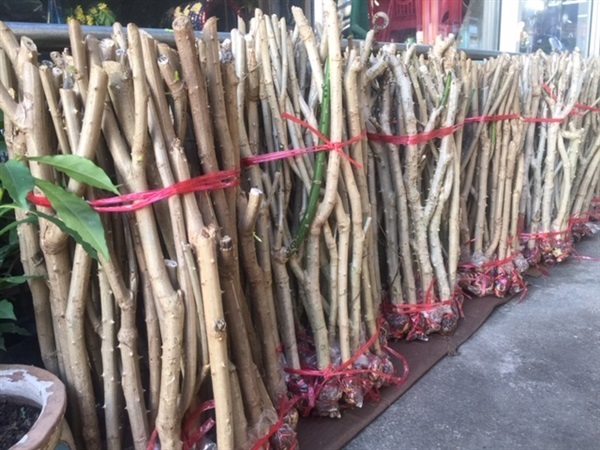 ขายกิ่งพันธุ์ชะอม สวนปราจีนบุรี ราคาถูก | บจก.พัทยาเอ็นจิเนียริ่งออลซัพพอร์ท - ศรีราชา ชลบุรี