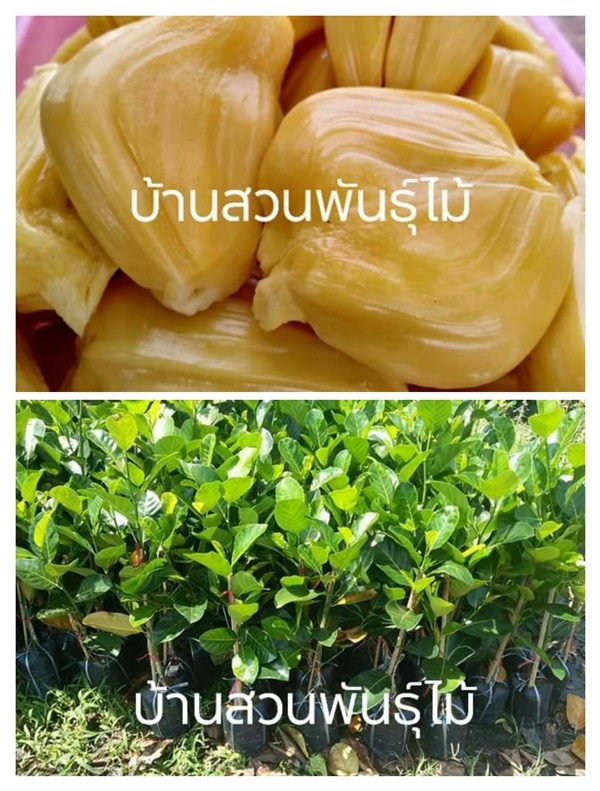 ขนุนฟ้าถล่ม