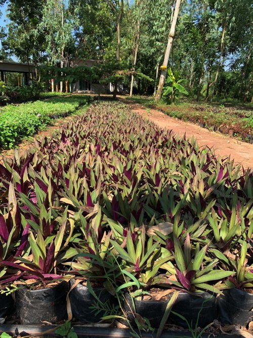 ว่านกาบหอย กาบหอยแครง Boat Lily ไม้ล้มลุก | Alungkarn - เมืองราชบุรี ราชบุรี