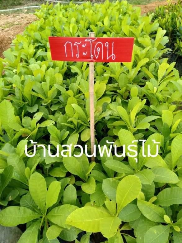 กระโดนบก