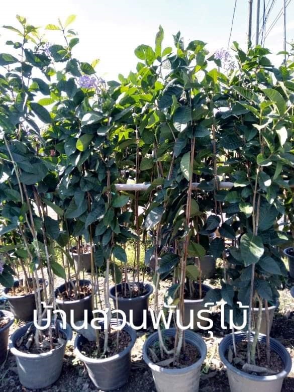 พวงครามออสเตรเลียต้นใหญ่ | บ้านสวนพันธุ์ไม้ - นากลาง หนองบัวลำภู