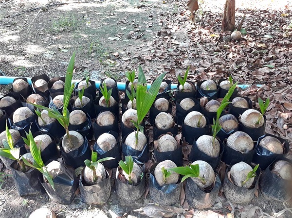 ขายต้นมะพร้าวน้ำหอม  | สวนผลไม้ลุงจันทร์ ศูนย์การเรียนรู้ปุ๋ยชีวภาพ - สนามชัยเขต ฉะเชิงเทรา