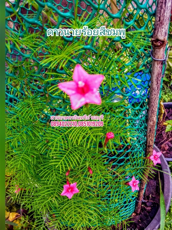 ดอกดาวนายร้อยสีชมพู | สวนเกษตรอินทรีย์ - พนัสนิคม ชลบุรี