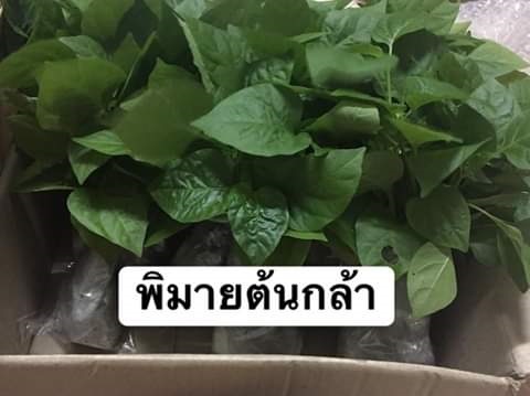 พริกขี้หนู | พิมาย ต้นกล้า - พนัสนิคม ชลบุรี