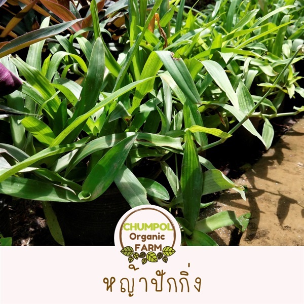 หญ้าปักกิ่ง  จุมพลฟาร์ม | จุมพลฟาร์ม - เมืองนครปฐม นครปฐม