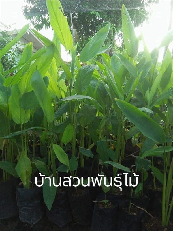 สาคูไทย