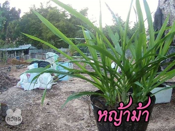 หญ้าม้า/หญ้าแส้ม้า | หนุ่มอีสานใต้ -  บึงกาฬ