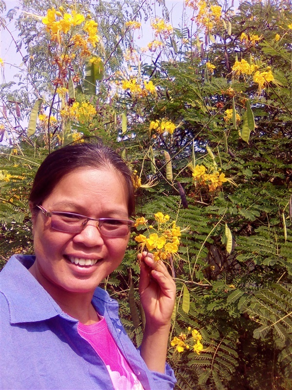 หางนกยูงฝรั่งต้นเตี้ยสีเหลือง | เมล็ดพันธุ์ดี เกษตรวิถีไทย - เมืองระยอง ระยอง