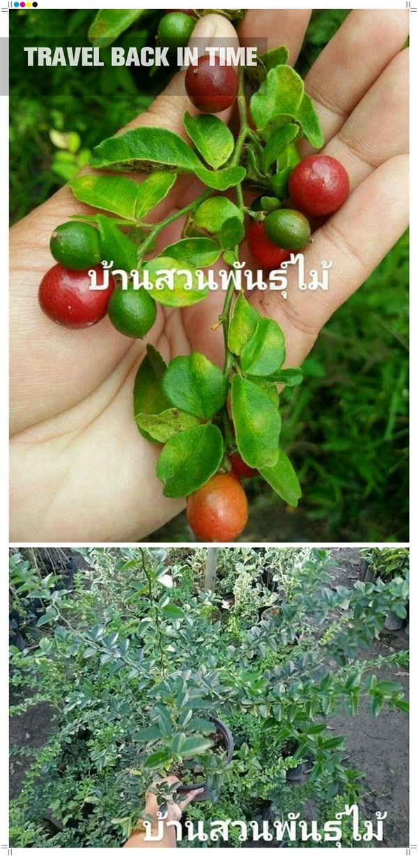 มะนาวเทศ | บ้านสวนพันธุ์ไม้ - นากลาง หนองบัวลำภู