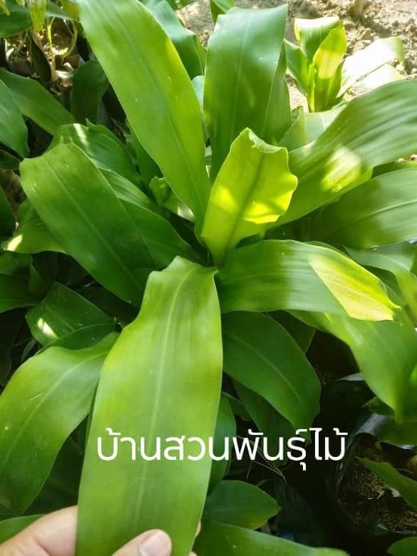 ต้นวาสนา | บ้านสวนพันธุ์ไม้ - นากลาง หนองบัวลำภู