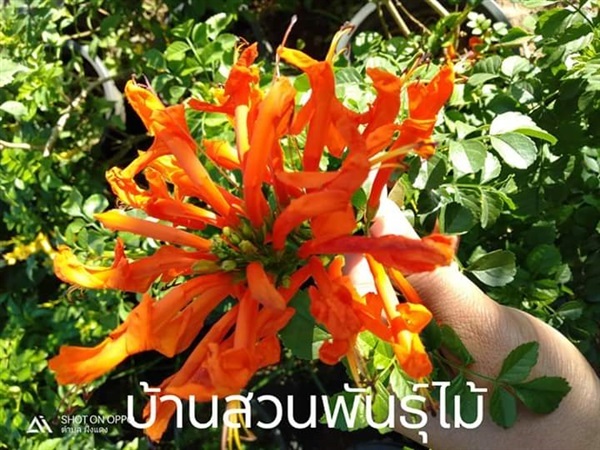 พวงแสดต้น | บ้านสวนพันธุ์ไม้ - นากลาง หนองบัวลำภู