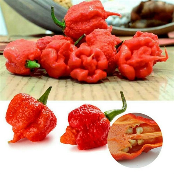 เมล็ดพันธุ์พริกCarolina reaper  | ailun farm - เบตง ยะลา