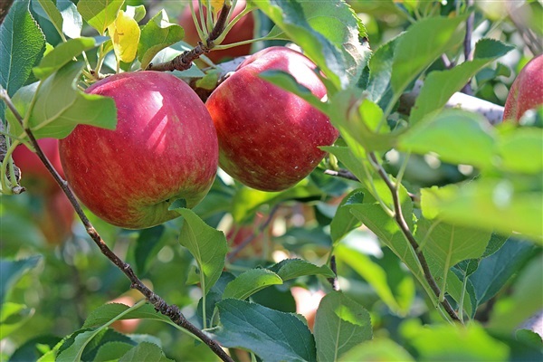 แอปเปิ้ล แอนนา | ธนพรฟลาวเวอร์ -  นครราชสีมา