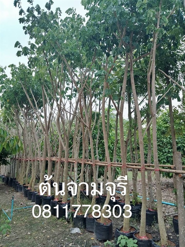 ต้นจามจุรี | สวนไผ่เลี้ยง - เมืองปราจีนบุรี ปราจีนบุรี