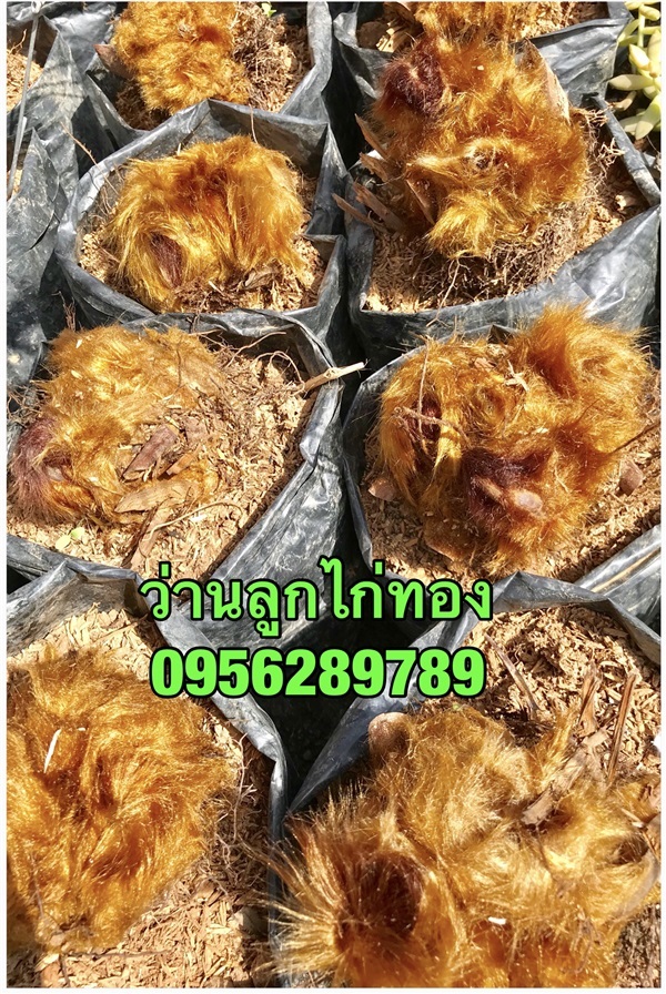 ว่านลูกไก่ทอง | อัญชัน seeds - สวนหลวง กรุงเทพมหานคร