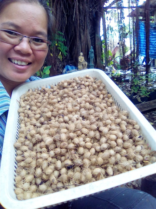 เมล็ดหมากเหลืองพร้อมเพาะ | เมล็ดพันธุ์ดี เกษตรวิถีไทย - เมืองระยอง ระยอง