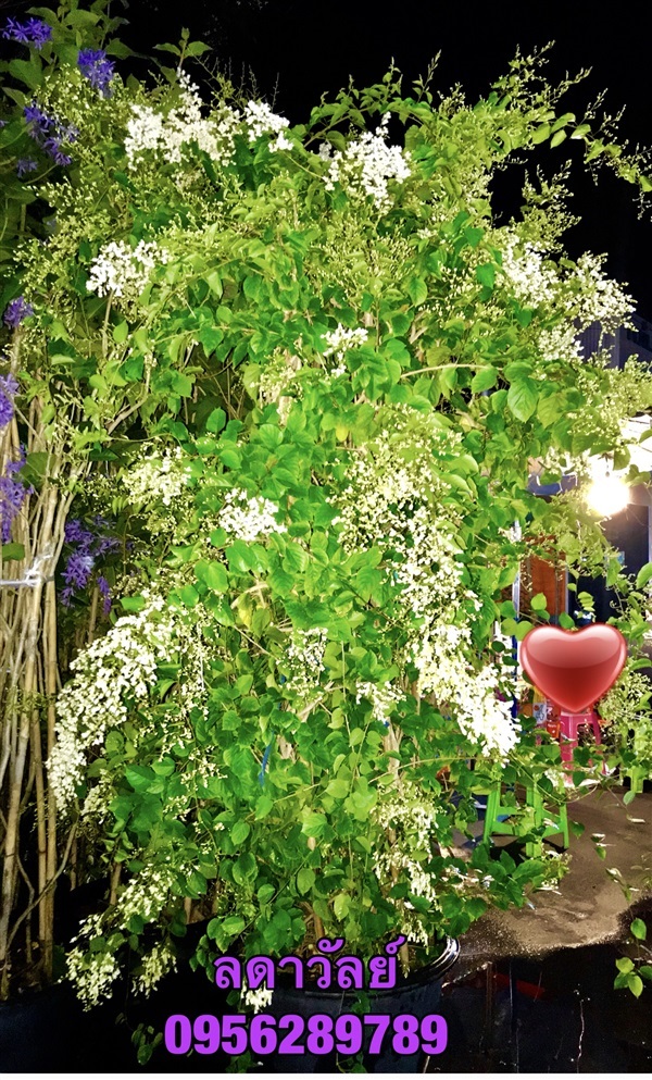 จำหน่าย ต้นลดาวัลย์,ลัดดาวัลย์ | อัญชัน seeds - สวนหลวง กรุงเทพมหานคร