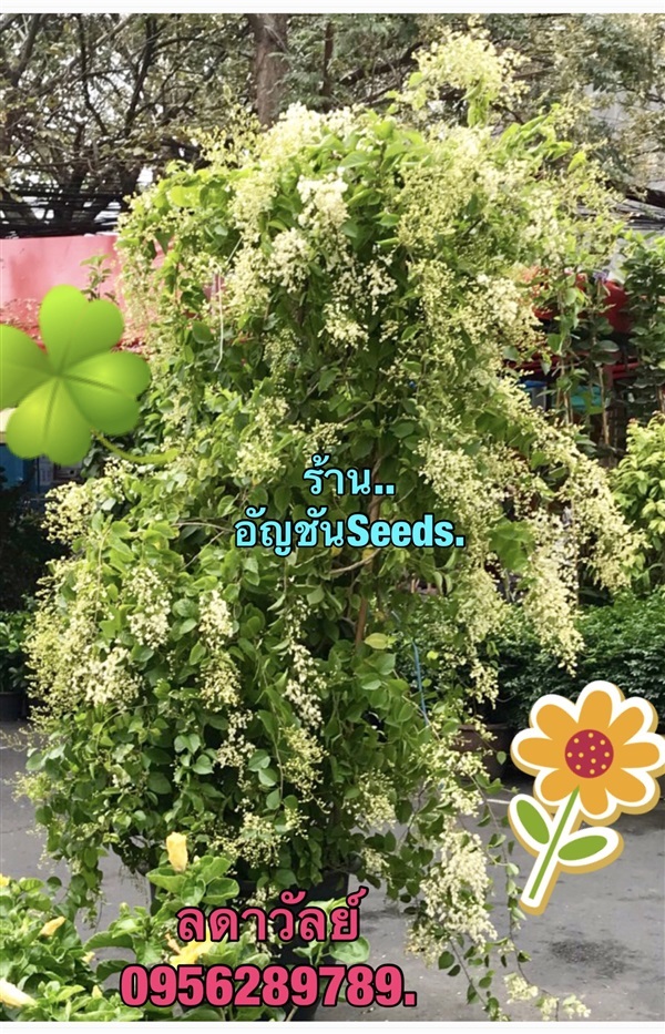 ต้นลดาวัลย์/ลัดดาวัลย์ (ต้นโต สวยๆ) | อัญชัน seeds - สวนหลวง กรุงเทพมหานคร