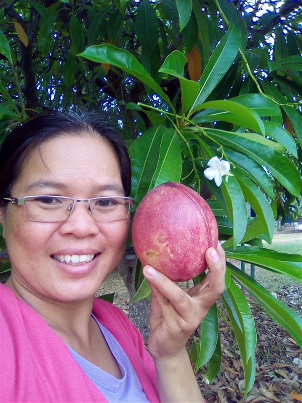 ขายผลพร้อมเพาะต้นตีนเป็ดน้ำ