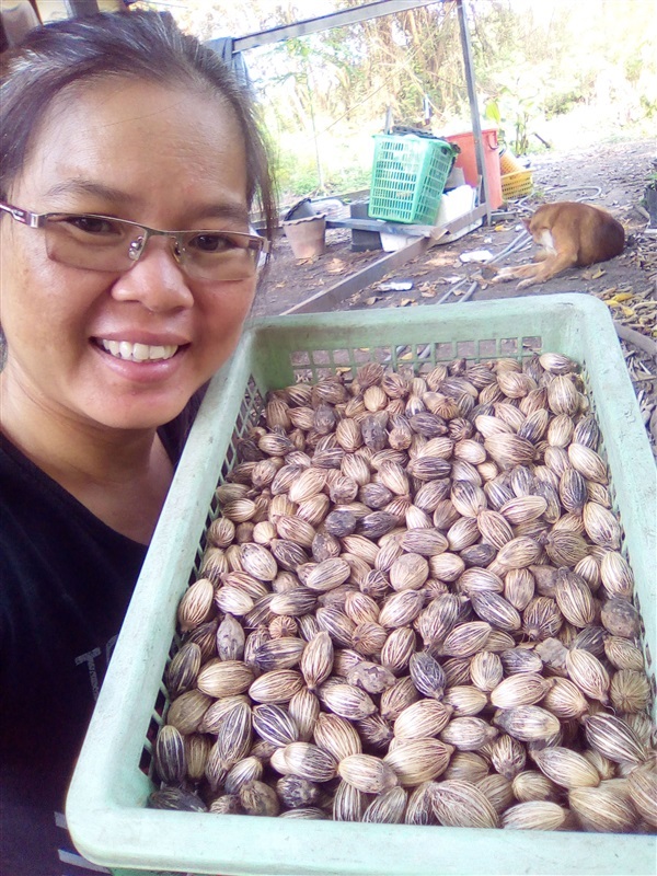 ขายเมล็ดหมากนวลพร้อมเพาะจำนวนมาก | เมล็ดพันธุ์ดี เกษตรวิถีไทย - เมืองระยอง ระยอง