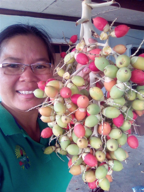 เมล็ดหมากนวลพร้อมเพาะจำนวนมาก | เมล็ดพันธุ์ดี เกษตรวิถีไทย - เมืองระยอง ระยอง