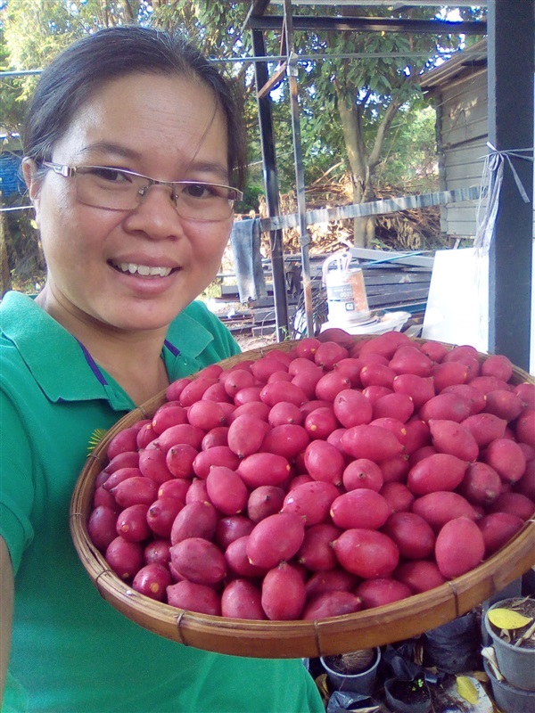 เมล็ดหมากนวลพร้อมเพาะจำนวนมาก | เมล็ดพันธุ์ดี เกษตรวิถีไทย - เมืองระยอง ระยอง